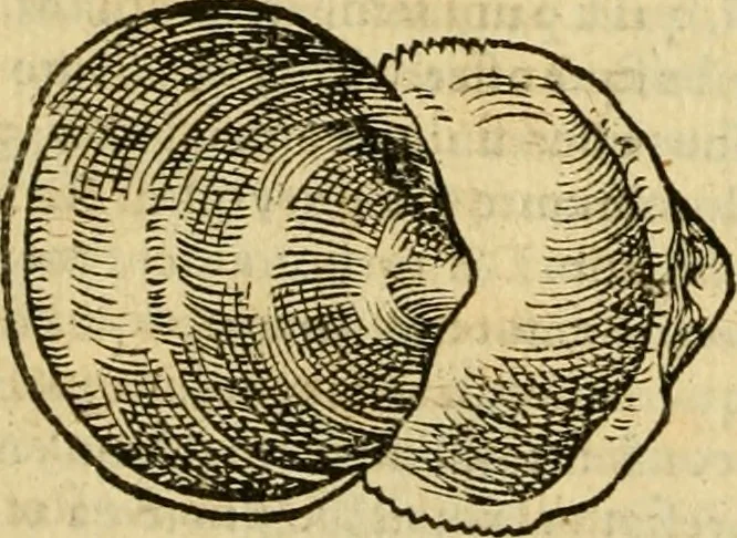 An illustration from Petri Bellonii Cenomani De aquatilibus, libri duo cum [epsilon, iota] conibus ad viuam ipsorum effigiem, quoad eius fieri potuit, expressis .., 1553, leaf 447