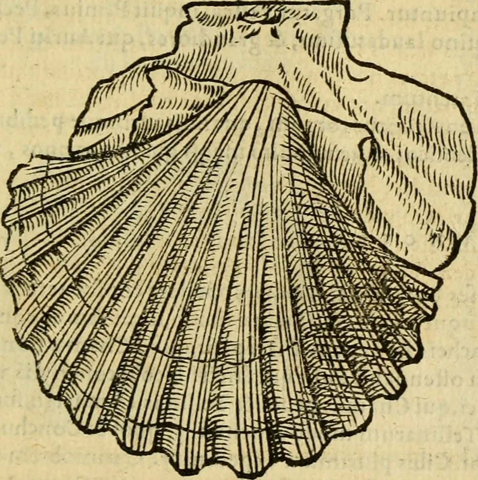 An illustration from Petri Bellonii Cenomani De aquatilibus, libri duo cum [epsilon, iota] conibus ad viuam ipsorum effigiem, quoad eius fieri potuit, expressis .., 1553, leaf 448