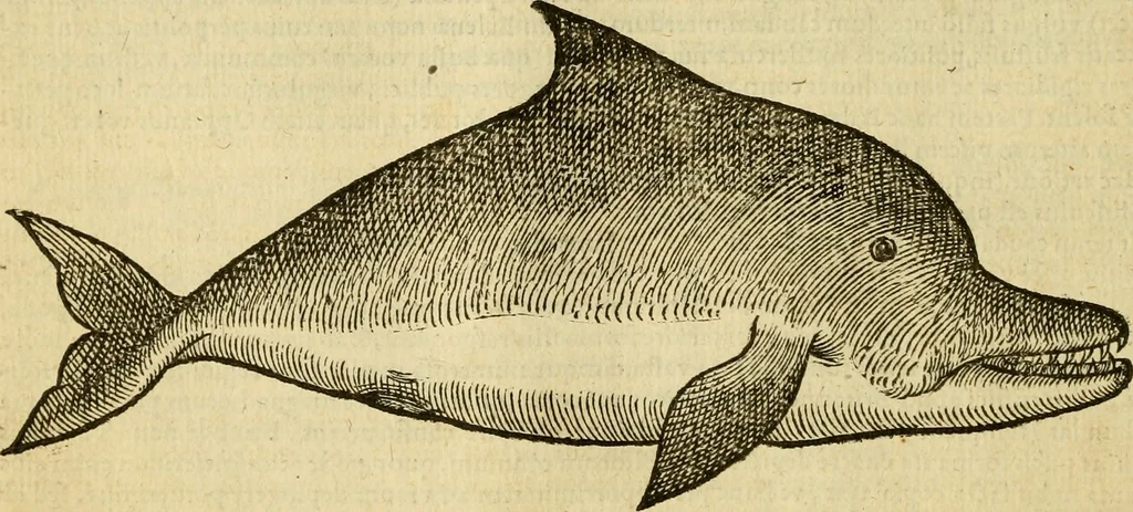 An illustration from Petri Bellonii Cenomani De aquatilibus, libri duo cum [epsilon, iota] conibus ad viuam ipsorum effigiem, quoad eius fieri potuit, expressis .., 1553, leaf 45