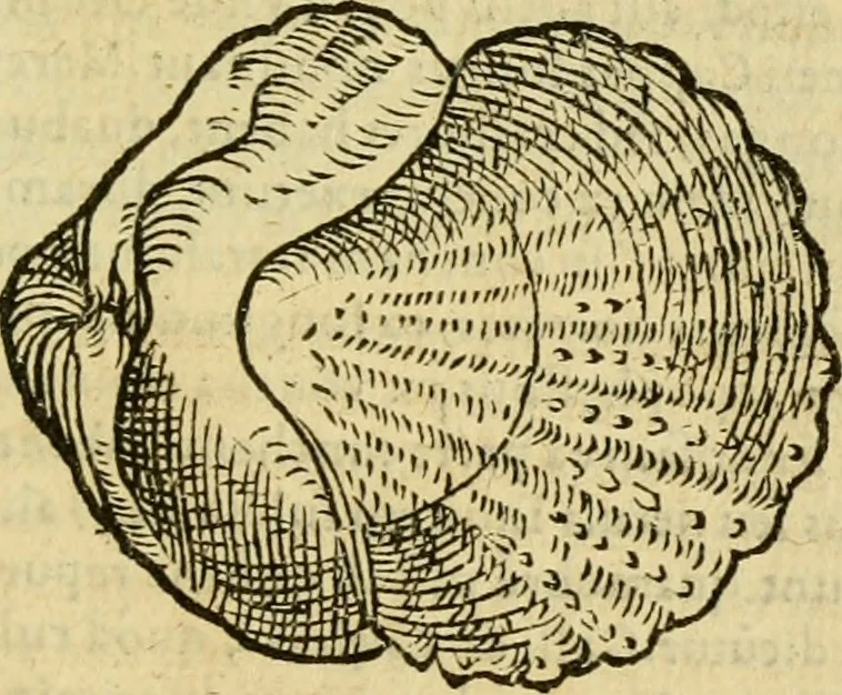 An illustration from Petri Bellonii Cenomani De aquatilibus, libri duo cum [epsilon, iota] conibus ad viuam ipsorum effigiem, quoad eius fieri potuit, expressis .., 1553, leaf 450