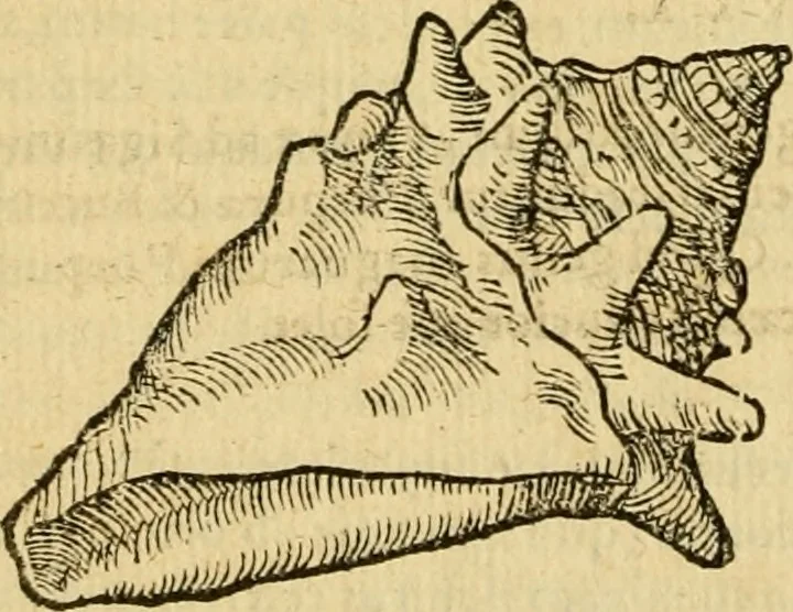 An illustration from Petri Bellonii Cenomani De aquatilibus, libri duo cum [epsilon, iota] conibus ad viuam ipsorum effigiem, quoad eius fieri potuit, expressis .., 1553, leaf 459