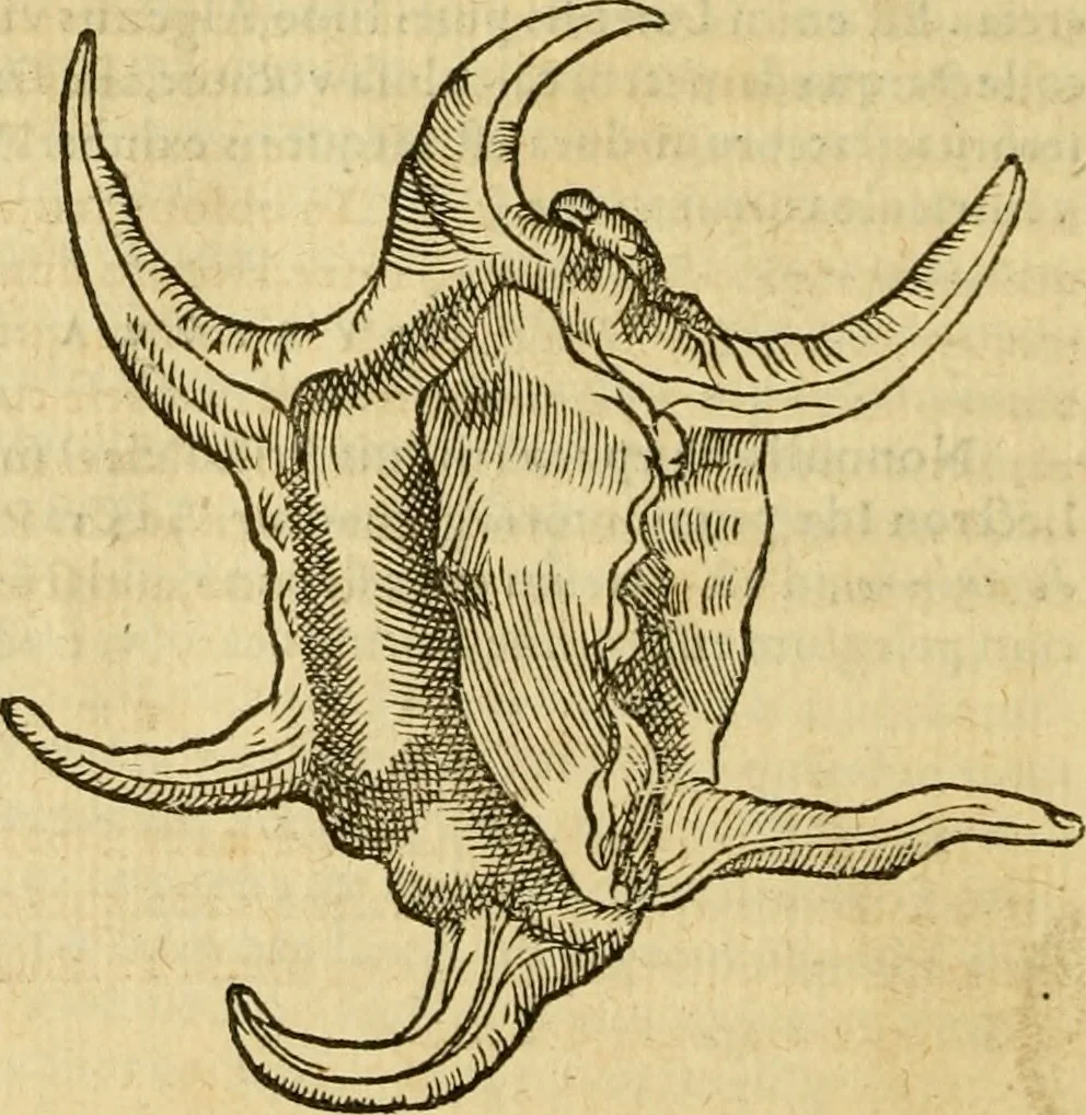 An illustration from Petri Bellonii Cenomani De aquatilibus, libri duo cum [epsilon, iota] conibus ad viuam ipsorum effigiem, quoad eius fieri potuit, expressis .., 1553, leaf 461