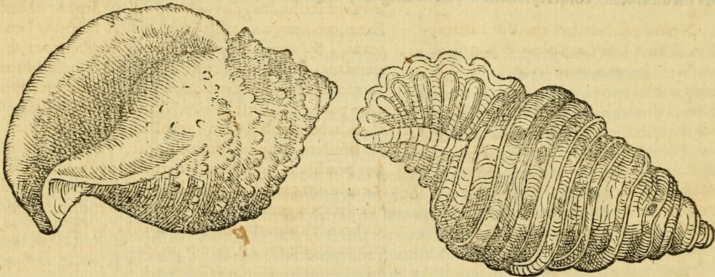 An illustration from Petri Bellonii Cenomani De aquatilibus, libri duo cum [epsilon, iota] conibus ad viuam ipsorum effigiem, quoad eius fieri potuit, expressis .., 1553, leaf 465