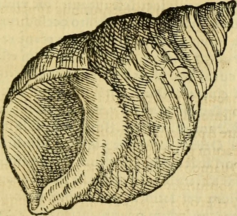 An illustration from Petri Bellonii Cenomani De aquatilibus, libri duo cum [epsilon, iota] conibus ad viuam ipsorum effigiem, quoad eius fieri potuit, expressis .., 1553, leaf 468