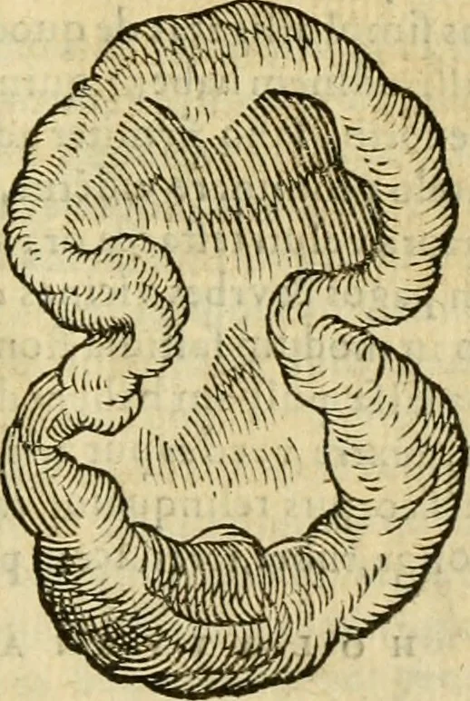 An illustration from Petri Bellonii Cenomani De aquatilibus, libri duo cum [epsilon, iota] conibus ad viuam ipsorum effigiem, quoad eius fieri potuit, expressis .., 1553, leaf 472