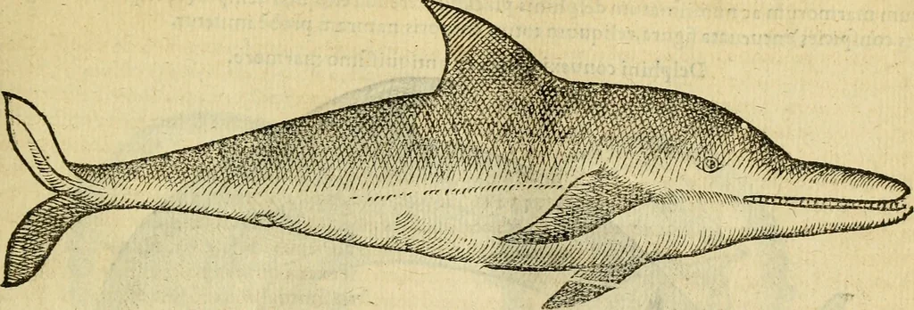 An illustration from Petri Bellonii Cenomani De aquatilibus, libri duo cum [epsilon, iota] conibus ad viuam ipsorum effigiem, quoad eius fieri potuit, expressis .., 1553, leaf 48