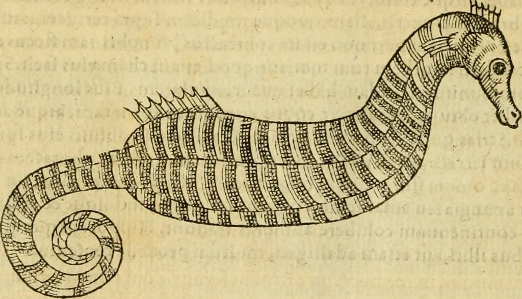 An illustration from Petri Bellonii Cenomani De aquatilibus, libri duo cum [epsilon, iota] conibus ad viuam ipsorum effigiem, quoad eius fieri potuit, expressis .., 1553, leaf 485