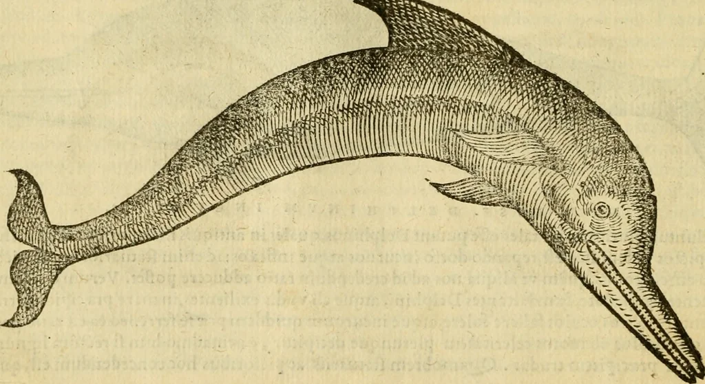 An illustration from Petri Bellonii Cenomani De aquatilibus, libri duo cum [epsilon, iota] conibus ad viuam ipsorum effigiem, quoad eius fieri potuit, expressis .., 1553, leaf 49