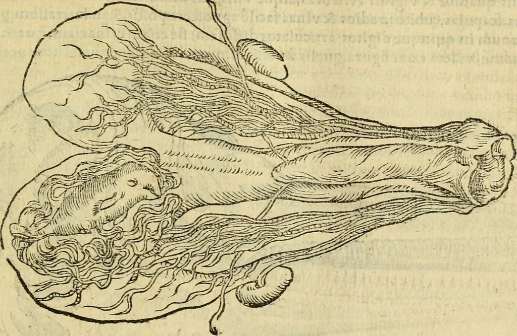 An illustration from Petri Bellonii Cenomani De aquatilibus, libri duo cum [epsilon, iota] conibus ad viuam ipsorum effigiem, quoad eius fieri potuit, expressis .., 1553, leaf 52