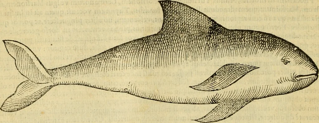 An illustration from Petri Bellonii Cenomani De aquatilibus, libri duo cum [epsilon, iota] conibus ad viuam ipsorum effigiem, quoad eius fieri potuit, expressis .., 1553, leaf 55