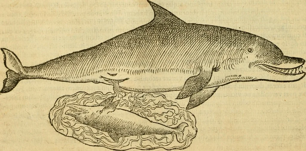An illustration from Petri Bellonii Cenomani De aquatilibus, libri duo cum [epsilon, iota] conibus ad viuam ipsorum effigiem, quoad eius fieri potuit, expressis .., 1553, leaf 57