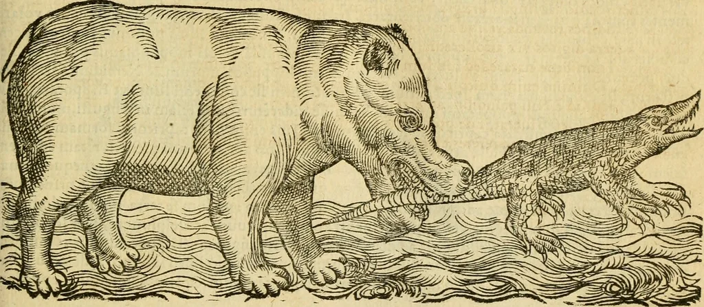 An illustration from Petri Bellonii Cenomani De aquatilibus, libri duo cum [epsilon, iota] conibus ad viuam ipsorum effigiem, quoad eius fieri potuit, expressis .., 1553, leaf 64