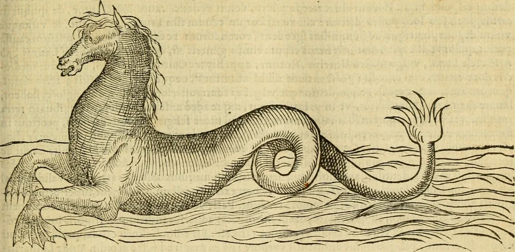 An illustration from Petri Bellonii Cenomani De aquatilibus, libri duo cum [epsilon, iota] conibus ad viuam ipsorum effigiem, quoad eius fieri potuit, expressis .., 1553, leaf 66