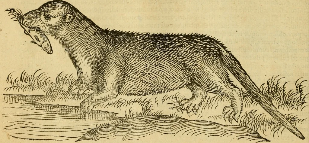 An illustration from Petri Bellonii Cenomani De aquatilibus, libri duo cum [epsilon, iota] conibus ad viuam ipsorum effigiem, quoad eius fieri potuit, expressis .., 1553, leaf 71