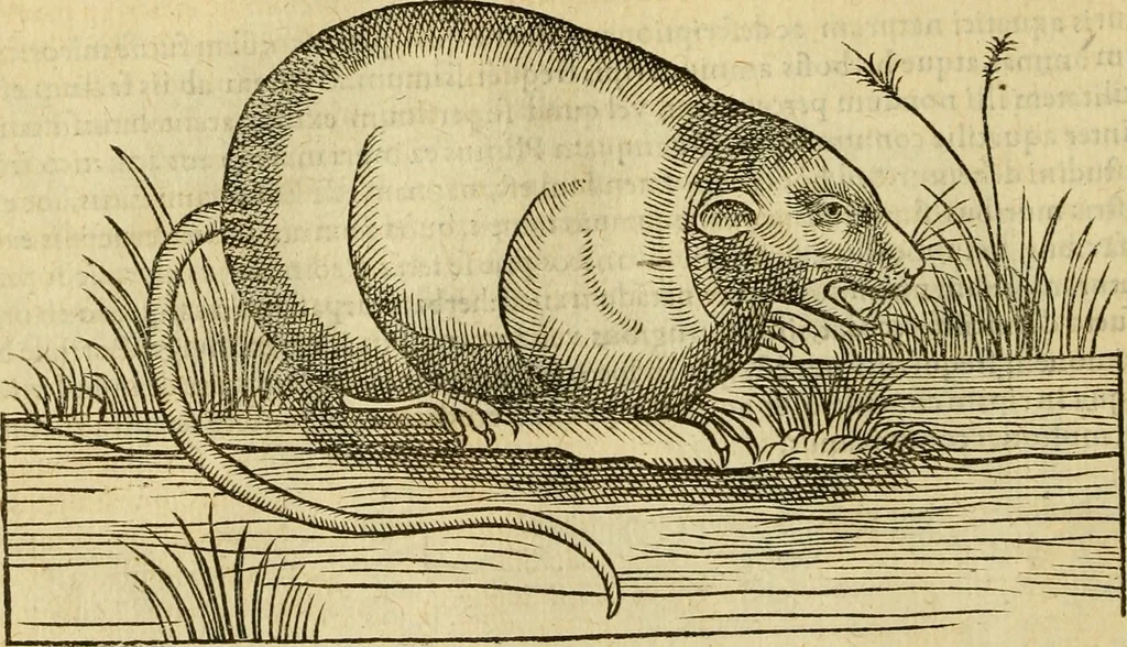 An illustration from Petri Bellonii Cenomani De aquatilibus, libri duo cum [epsilon, iota] conibus ad viuam ipsorum effigiem, quoad eius fieri potuit, expressis .., 1553, leaf 75