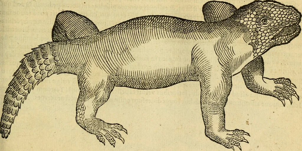 An illustration from Petri Bellonii Cenomani De aquatilibus, libri duo cum [epsilon, iota] conibus ad viuam ipsorum effigiem, quoad eius fieri potuit, expressis .., 1553, leaf 82