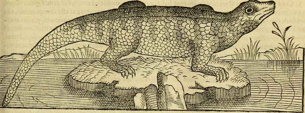 An illustration from Petri Bellonii Cenomani De aquatilibus, libri duo cum [epsilon, iota] conibus ad viuam ipsorum effigiem, quoad eius fieri potuit, expressis .., 1553, leaf 86