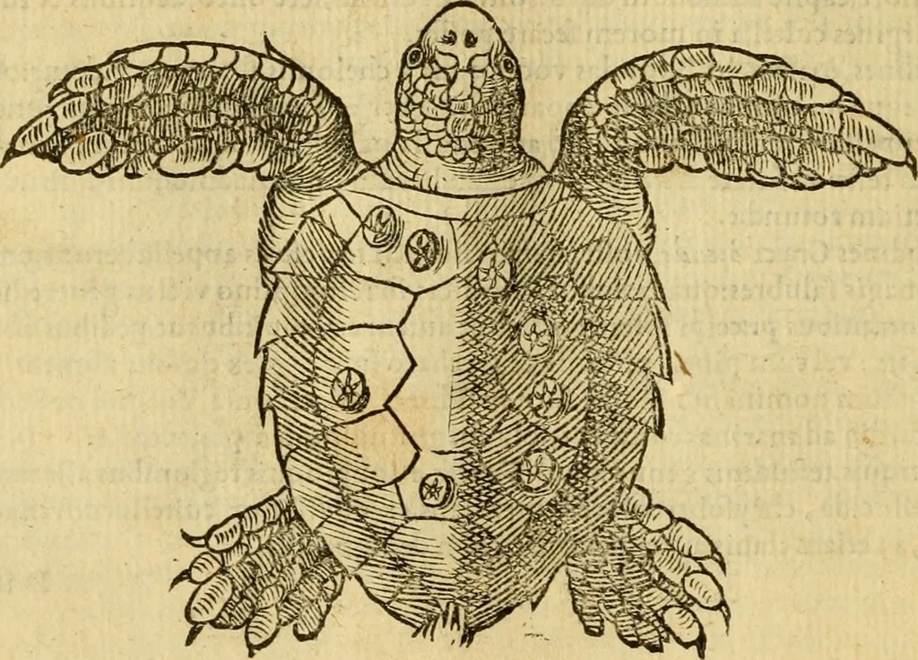 An illustration from Petri Bellonii Cenomani De aquatilibus, libri duo cum [epsilon, iota] conibus ad viuam ipsorum effigiem, quoad eius fieri potuit, expressis .., 1553, leaf 91