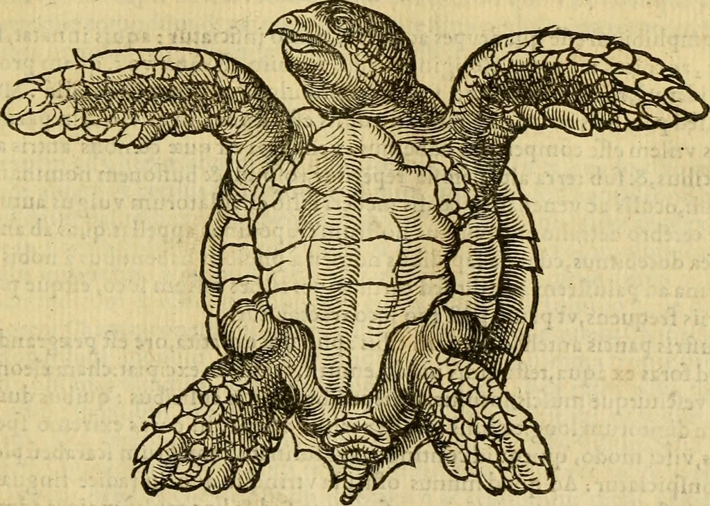 An illustration from Petri Bellonii Cenomani De aquatilibus, libri duo cum [epsilon, iota] conibus ad viuam ipsorum effigiem, quoad eius fieri potuit, expressis .., 1553, leaf 92
