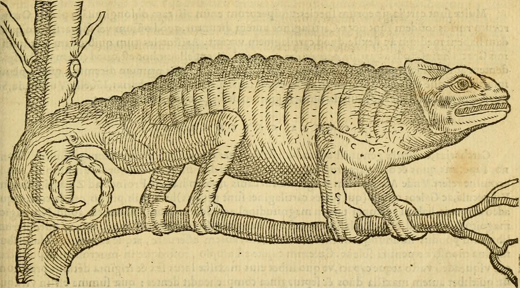 An illustration from Petri Bellonii Cenomani De aquatilibus, libri duo cum [epsilon, iota] conibus ad viuam ipsorum effigiem, quoad eius fieri potuit, expressis .., 1553, leaf 96