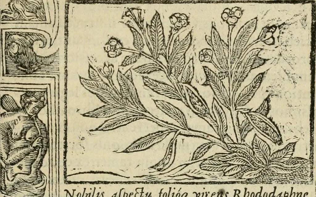 An illustration from Petri Costalii Pegma : cum narrationibus philosophicis, 1555, leaf 100