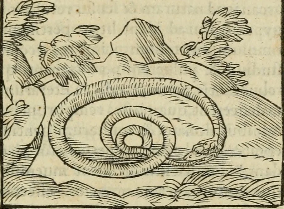 An illustration from Petri Costalii Pegma : cum narrationibus philosophicis, 1555, leaf 276
