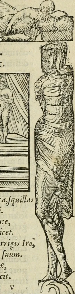 An illustration from Petri Costalii Pegma : cum narrationibus philosophicis, 1555, leaf 30