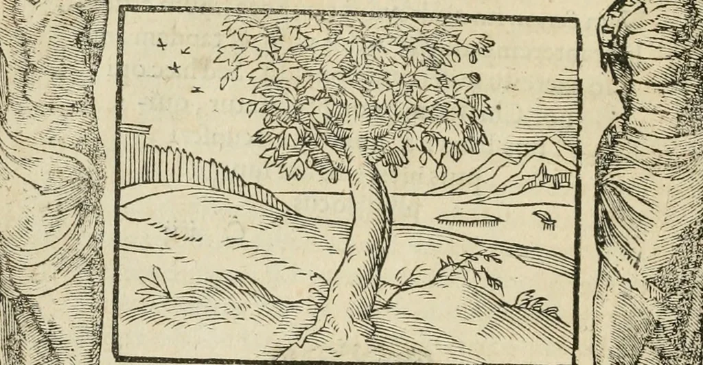 An illustration from Petri Costalii Pegma : cum narrationibus philosophicis, 1555, leaf 61