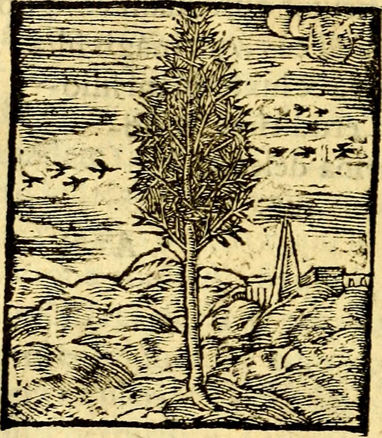 An illustration from Petri Costalij Pegma, : cum narrationibus philosophicis, 1555, leaf 25