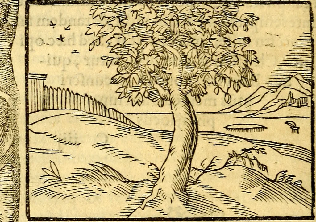 An illustration from Petri Costalij Pegma, : cum narrationibus philosophicis, 1555, leaf 61