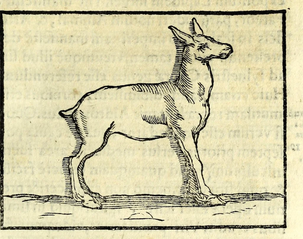 An illustration from Petri La Sena I.C. Neap. Cleombrotus, siue, De ijs, qui in aquis pereunt, philologica dissertatio, 1637, leaf 175