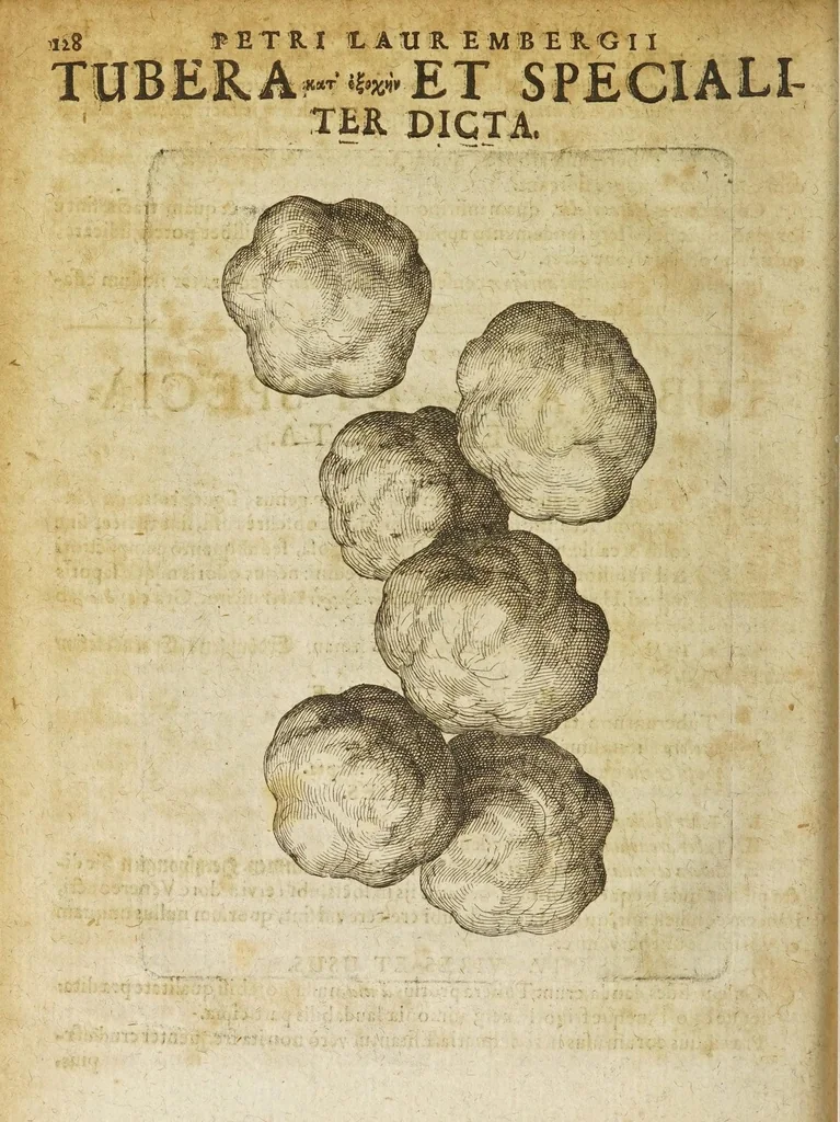 An illustration from Petri Laurembergii Rostochiensis Apparatus plantarius tributus in duos libros : I. De plantis bulbosis, II. De plantis tuberosis : quibus exhibentur praeter nomenclaturas, multiplices earum differentiae & species, vires, usus tam culinarius quam medicus : cultura sive ratio eas plantandi, conservandi, propagandi, itemque quae poetae, philologi, philosophi, sacrae litterae, &c. de iis memoratu digna annotarunt : adiunctae sunt plantarum quarundam novarum nova ichnographia, & descriptiones, 1654, leaf 132
