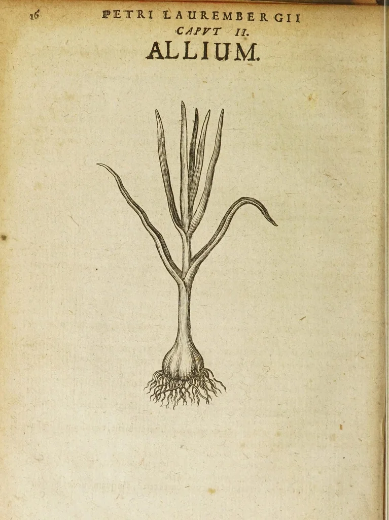 An illustration from Petri Laurembergii Rostochiensis Apparatus plantarius tributus in duos libros : I. De plantis bulbosis, II. De plantis tuberosis : quibus exhibentur praeter nomenclaturas, multiplices earum differentiae & species, vires, usus tam culinarius quam medicus : cultura sive ratio eas plantandi, conservandi, propagandi, itemque quae poetae, philologi, philosophi, sacrae litterae, &c. de iis memoratu digna annotarunt : adiunctae sunt plantarum quarundam novarum nova ichnographia, & descriptiones, 1654, leaf 20
