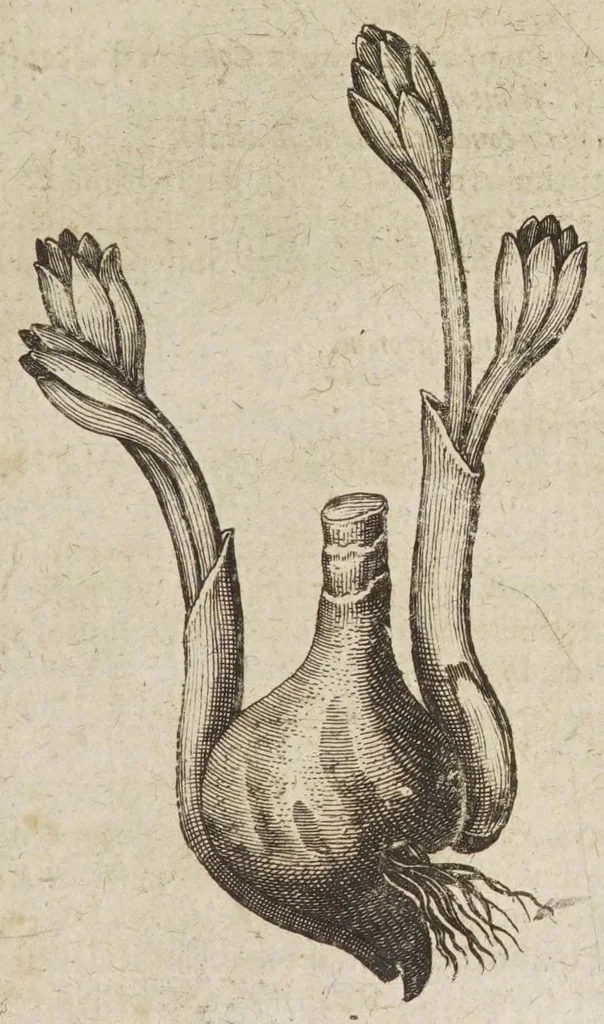 An illustration from Petri Laurembergii Rostochiensis Apparatus plantarius tributus in duos libros : I. De plantis bulbosis, II. De plantis tuberosis : quibus exhibentur praeter nomenclaturas, multiplices earum differentiae & species, vires, usus tam culinarius quam medicus : cultura sive ratio eas plantandi, conservandi, propagandi, itemque quae poetae, philologi, philosophi, sacrae litterae, &c. de iis memoratu digna annotarunt : adiunctae sunt plantarum quarundam novarum nova ichnographia, & descriptiones, 1654, leaf 37