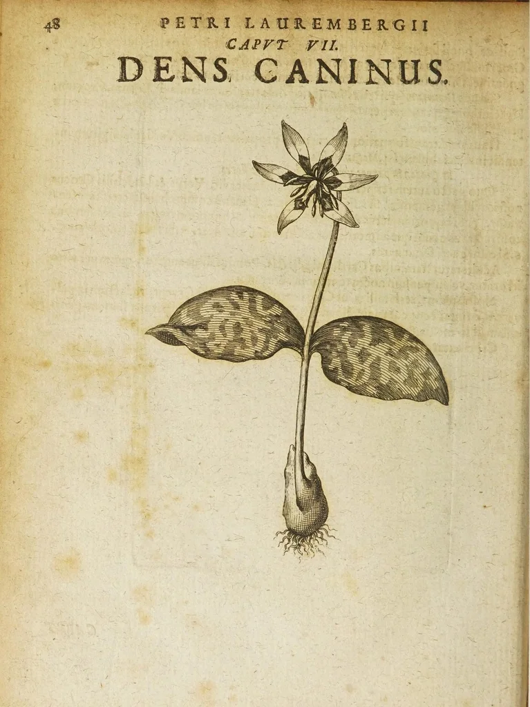 An illustration from Petri Laurembergii Rostochiensis Apparatus plantarius tributus in duos libros : I. De plantis bulbosis, II. De plantis tuberosis : quibus exhibentur praeter nomenclaturas, multiplices earum differentiae & species, vires, usus tam culinarius quam medicus : cultura sive ratio eas plantandi, conservandi, propagandi, itemque quae poetae, philologi, philosophi, sacrae litterae, &c. de iis memoratu digna annotarunt : adiunctae sunt plantarum quarundam novarum nova ichnographia, & descriptiones, 1654, leaf 52