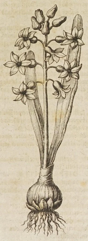 An illustration from Petri Laurembergii Rostochiensis Apparatus plantarius tributus in duos libros : I. De plantis bulbosis, II. De plantis tuberosis : quibus exhibentur praeter nomenclaturas, multiplices earum differentiae & species, vires, usus tam culinarius quam medicus : cultura sive ratio eas plantandi, conservandi, propagandi, itemque quae poetae, philologi, philosophi, sacrae litterae, &c. de iis memoratu digna annotarunt : adiunctae sunt plantarum quarundam novarum nova ichnographia, & descriptiones, 1654, leaf 61