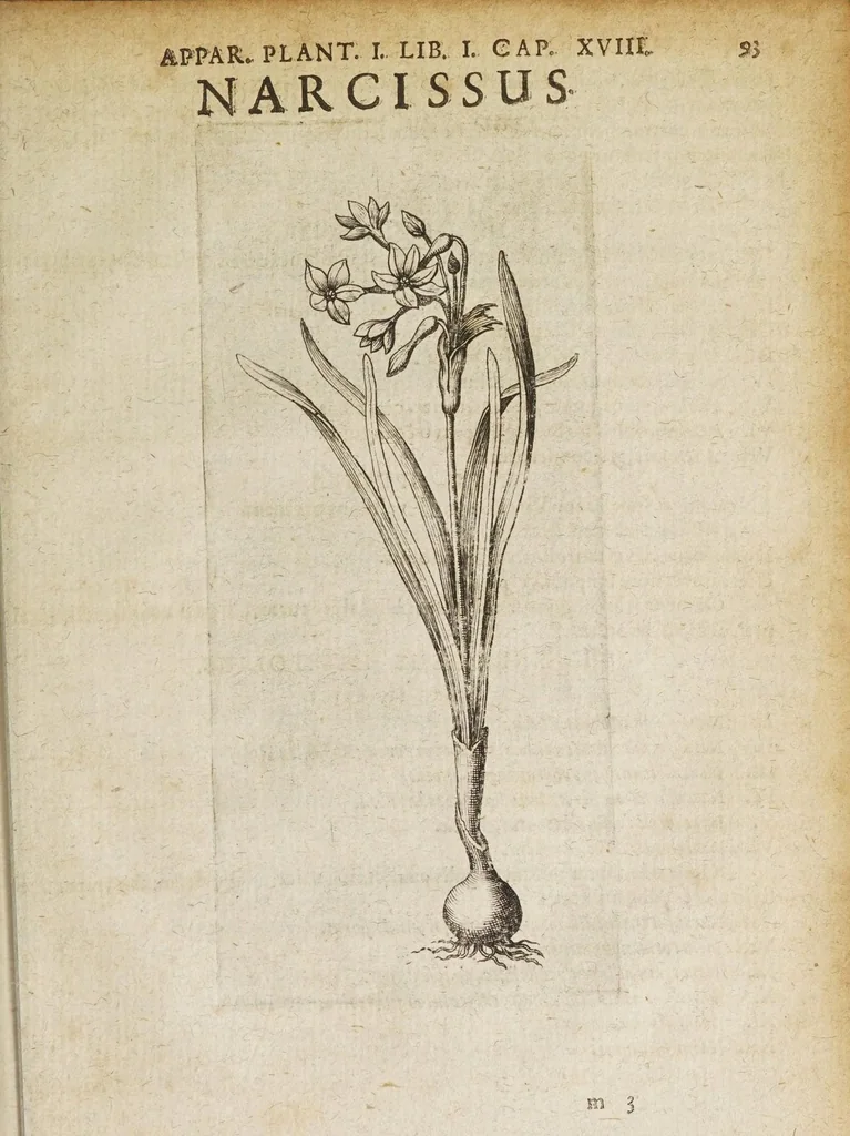 An illustration from Petri Laurembergii Rostochiensis Apparatus plantarius tributus in duos libros : I. De plantis bulbosis, II. De plantis tuberosis : quibus exhibentur praeter nomenclaturas, multiplices earum differentiae & species, vires, usus tam culinarius quam medicus : cultura sive ratio eas plantandi, conservandi, propagandi, itemque quae poetae, philologi, philosophi, sacrae litterae, &c. de iis memoratu digna annotarunt : adiunctae sunt plantarum quarundam novarum nova ichnographia, & descriptiones, 1654, leaf 97