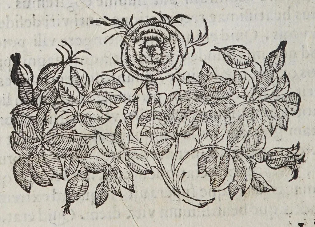 An illustration from Petri Magni Oratio in funere Alexandri Farnesii S.R.E. Cardinalis : in eumdem elegia Francisci Bencij e Societate Iesu, 1589, leaf 16