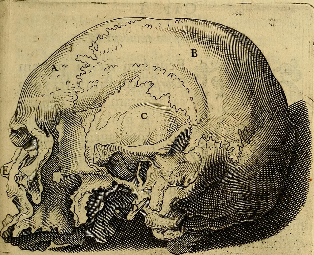 An illustration from Petri Paaw Amsteldamensis, in Academia Lugduno-Batava anatomici & botanici professoris Primitiae anatomicae : de humani corporis ossibus, 1615, leaf 114