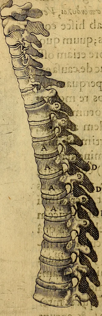An illustration from Petri Paaw Amsteldamensis, in Academia Lugduno-Batava anatomici & botanici professoris Primitiae anatomicae : de humani corporis ossibus, 1615, leaf 117