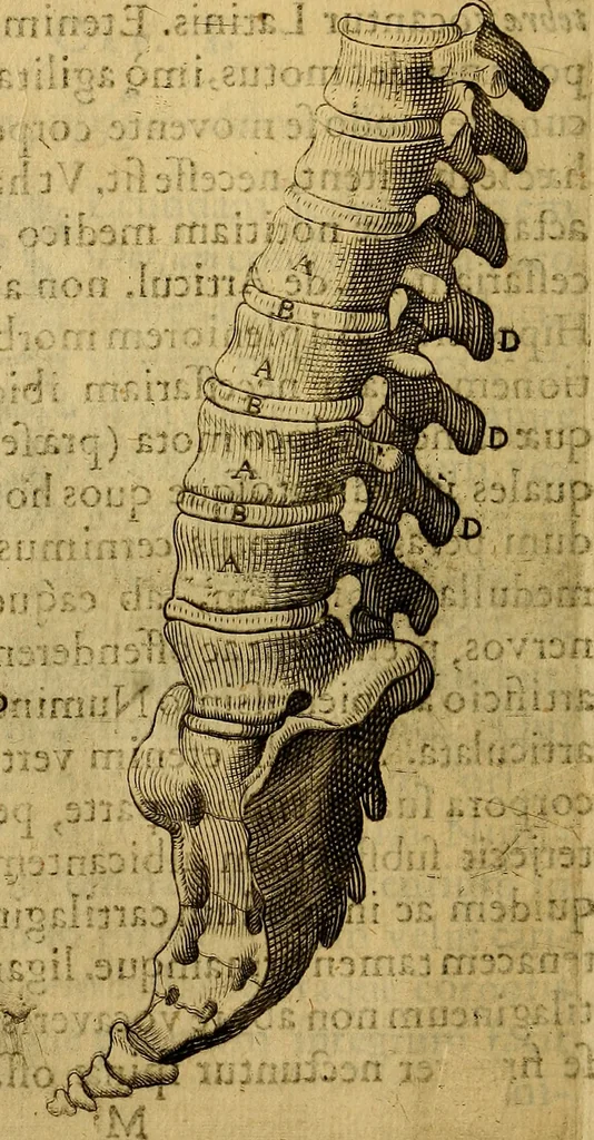 An illustration from Petri Paaw Amsteldamensis, in Academia Lugduno-Batava anatomici & botanici professoris Primitiae anatomicae : de humani corporis ossibus, 1615, leaf 117
