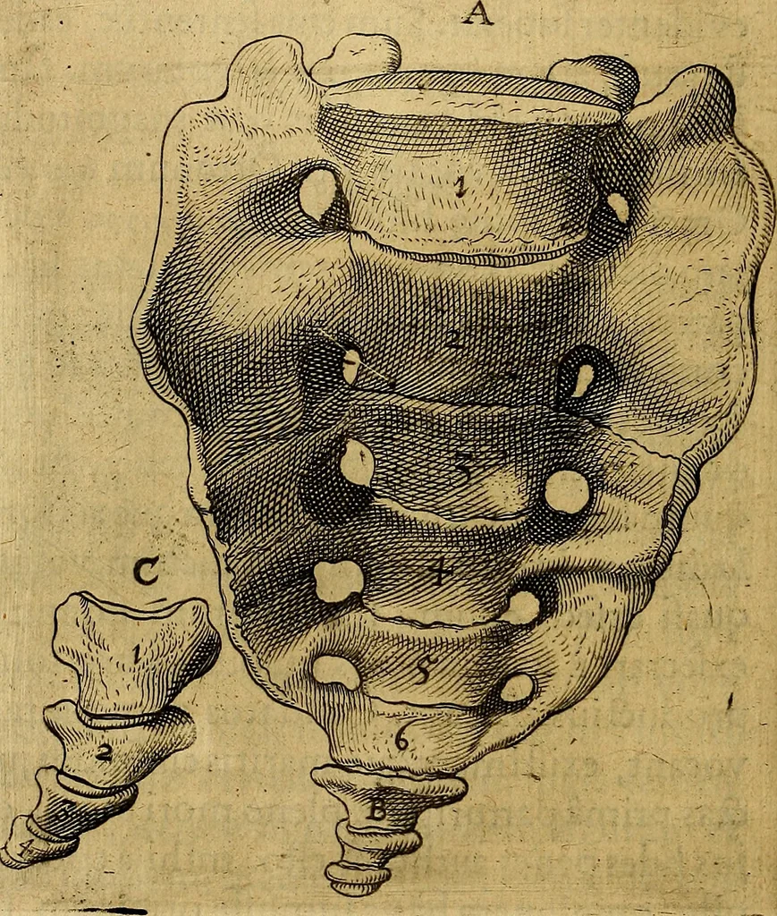 An illustration from Petri Paaw Amsteldamensis, in Academia Lugduno-Batava anatomici & botanici professoris Primitiae anatomicae : de humani corporis ossibus, 1615, leaf 129