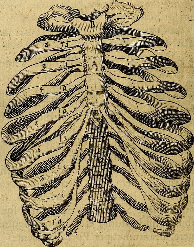 An illustration from Petri Paaw Amsteldamensis, in Academia Lugduno-Batava anatomici & botanici professoris Primitiae anatomicae : de humani corporis ossibus, 1615, leaf 137