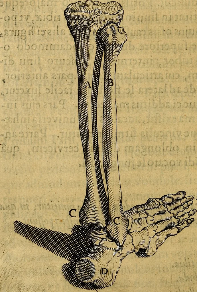 An illustration from Petri Paaw Amsteldamensis, in Academia Lugduno-Batava anatomici & botanici professoris Primitiae anatomicae : de humani corporis ossibus, 1615, leaf 211