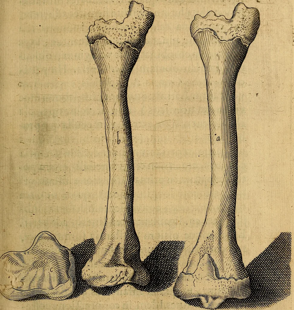 An illustration from Petri Paaw Amsteldamensis, in Academia Lugduno-Batava anatomici & botanici professoris Primitiae anatomicae : de humani corporis ossibus, 1615, leaf 36
