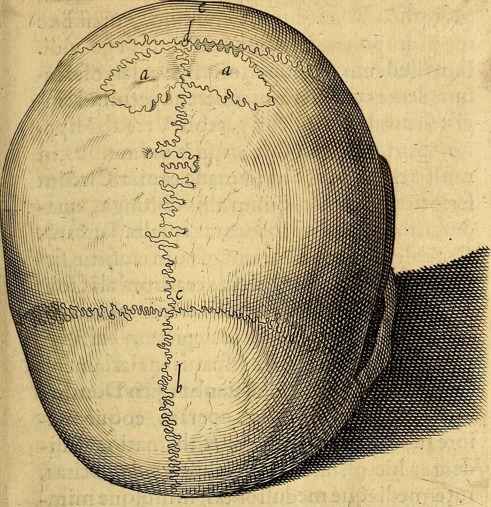 An illustration from Petri Paaw Amsteldamensis, in Academia Lugduno-Batava anatomici & botanici professoris Primitiae anatomicae : de humani corporis ossibus, 1615, leaf 54