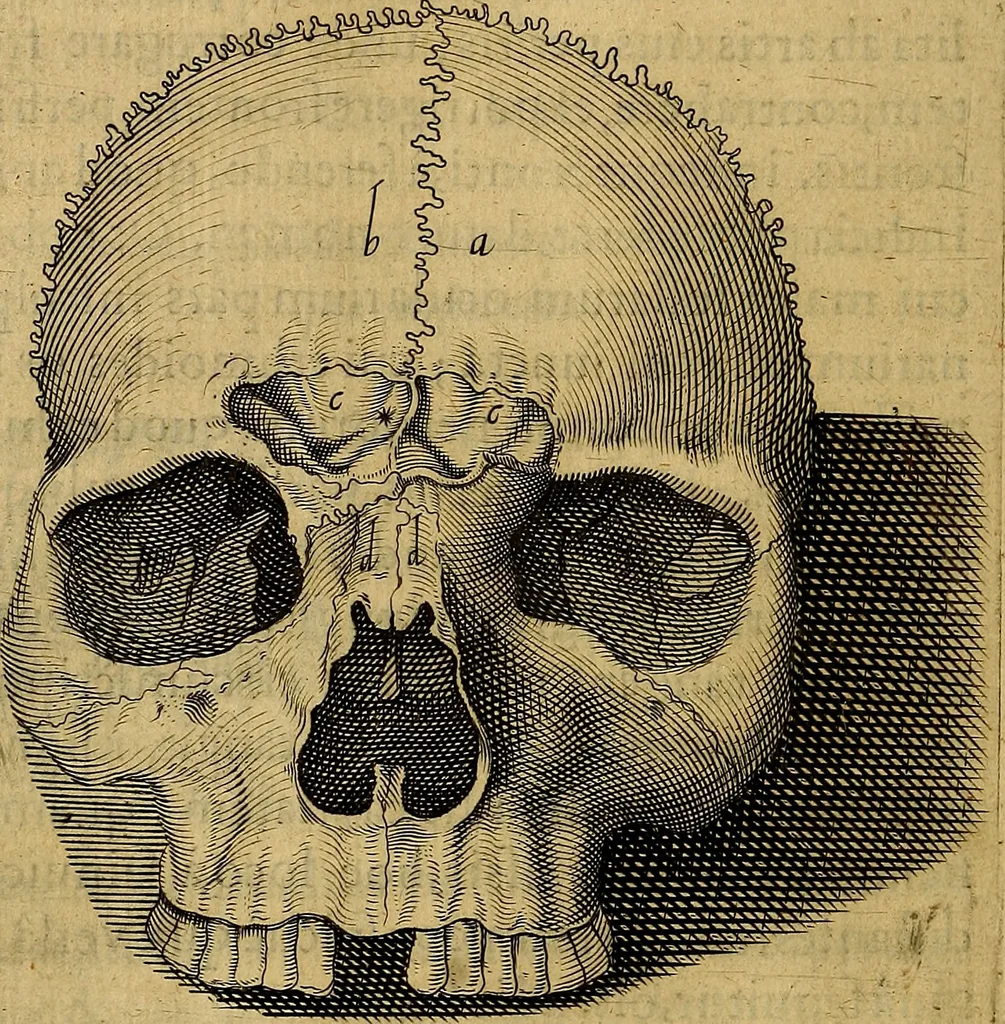 An illustration from Petri Paaw Amsteldamensis, in Academia Lugduno-Batava anatomici & botanici professoris Primitiae anatomicae : de humani corporis ossibus, 1615, leaf 61