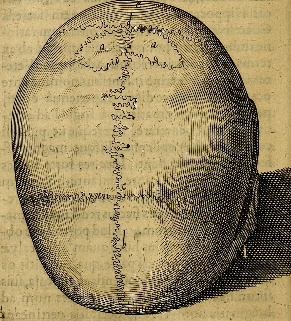 An illustration from Petri Paaw Amsteldamensis, in Academia Lugduno-Batava anatomici & botanici professoris Primitiae anatomicae : de humani corporis ossibus, 1615, leaf 69