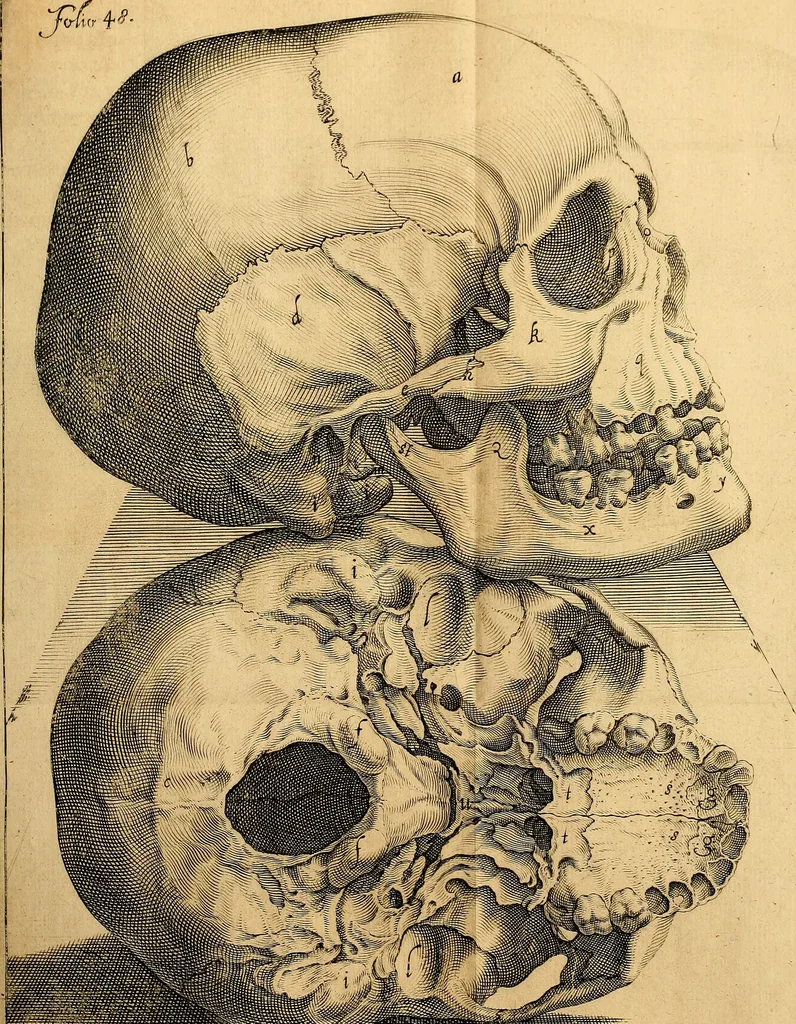 An illustration from Petri Paaw Amsteldamensis, in Academia Lugduno-Batava anatomici & botanici professoris Primitiae anatomicae : de humani corporis ossibus, 1615, leaf 74