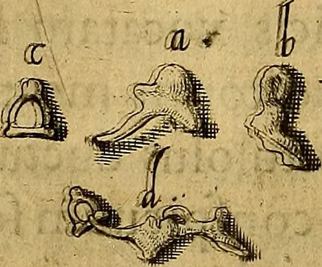 An illustration from Petri Paaw Amsteldamensis, in Academia Lugduno-Batava anatomici & botanici professoris Primitiae anatomicae : de humani corporis ossibus, 1615, leaf 81